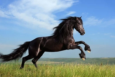 Free Horse HD Wallpapers