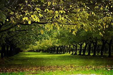 A Walnut Orchard In The Fall Autumn Nature Wallpapers   1366x768 ...