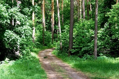 1366x768 Nature Desktop PC And Mac Wallpapers