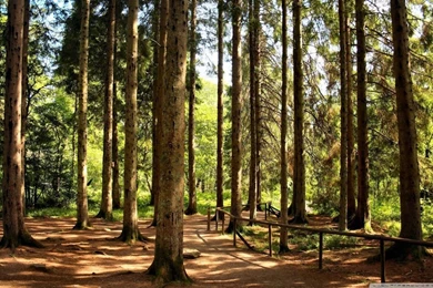 Way Through The Woods HD Desktop Wallpapers : Widescreen : High ...