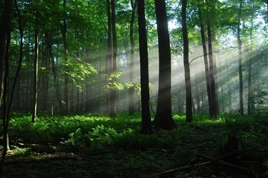 Woods Wallpapers   Nature Wallpapers