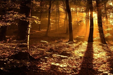 Sun Rays In The Woods Desktop Wallpapers