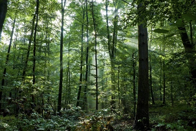 Dense Woods Scenic Wallpapers Desktop Backgrounds