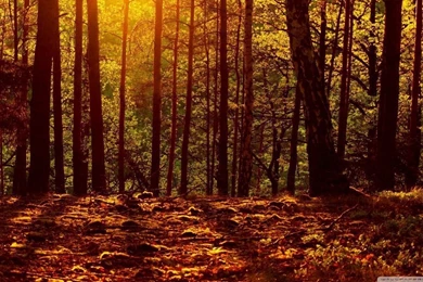 Woods HD Desktop Wallpapers : High Definition : Fullscreen : Mobile ...