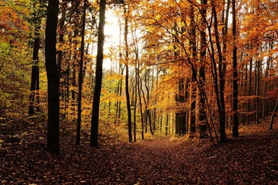 Backgrounds   Full HD Wallpapers Search   Page 7