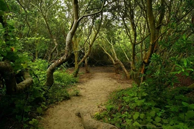 Trail In The Woods Wallpapers   Nature Wallpapers