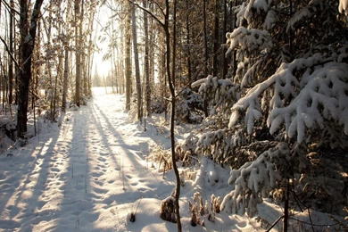 1920x1200 Northern Woods, Wisconsin, Winter, Phillips, Phillips ...