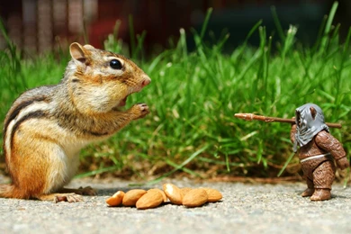 Funny Animal Squirrel Wallpapers