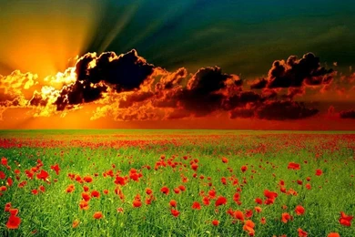 Sunset Field HD Wallpapers