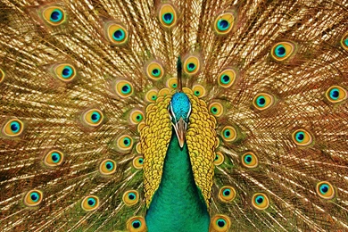 Peacock 4k background_1.jpg