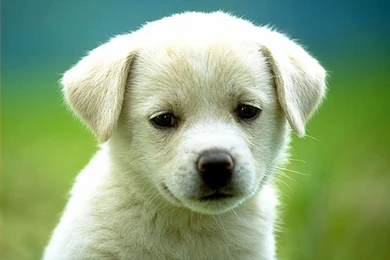 Cute Puppies Wallpapers In HD For Desktop