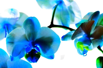 Blue Orchid Wallpapers High Quality