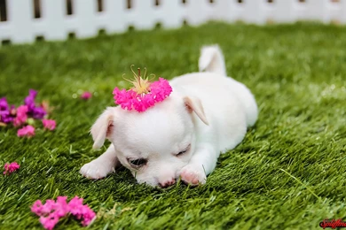 HD Cute Puppy Wallpapers