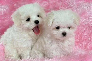 Cute Puppies And Dogs Images