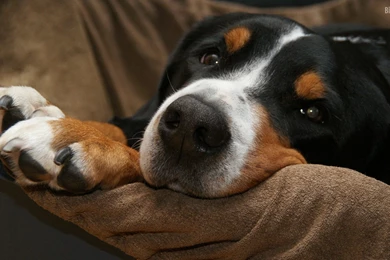 10 Insanely Cute HD Wallpapers Of Puppies