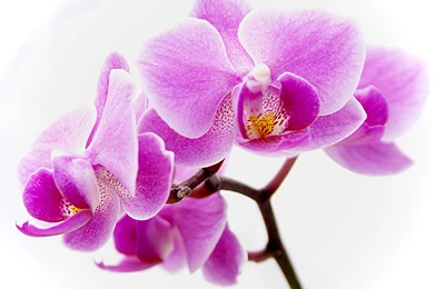 Orchid Description Of Flower Flower wallpapers Purple Orchid ...