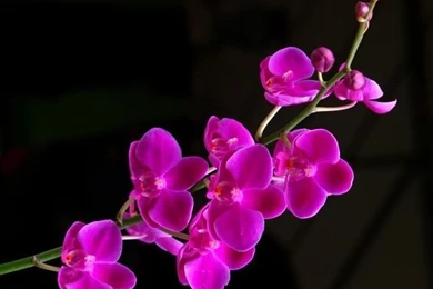 Beautiful Purple Orchid HD Wallpapers