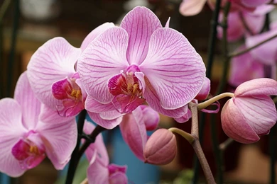 Pic New Posts: Wallpapers Hd Orchidee