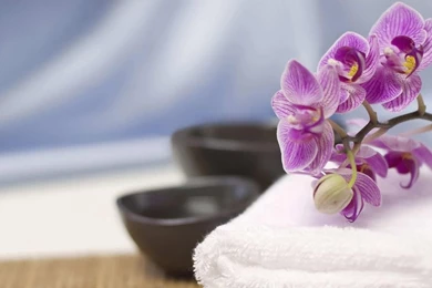 Purple Orchid Wallpapers   8783