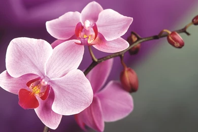 Orchid Flower
