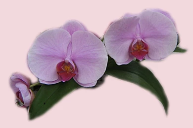 Lilac_orchid_wallpaper_2690.jpg