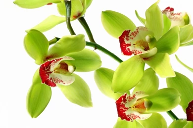 White Orchid Wallpapers