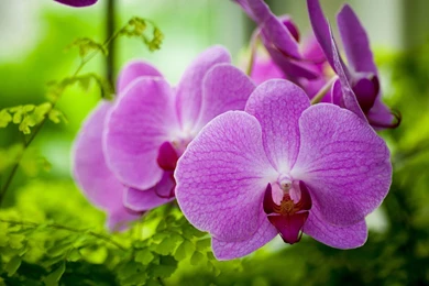Purple Orchids Wallpapers 1920x1200