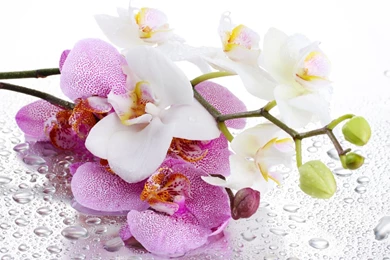 Orchid Petals Pink Flower Wallpapers