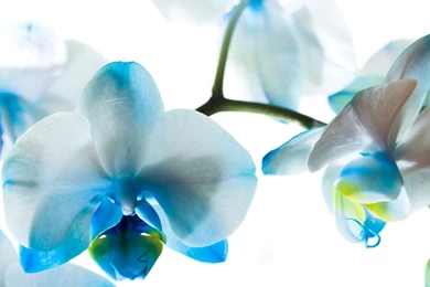 Orchid   Flowers Wallpapers (33551531)   Fanpop