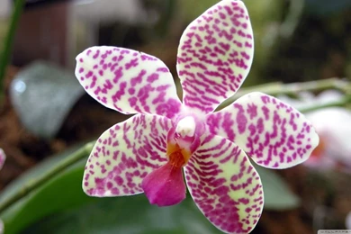 Orchid Flower HD Desktop Wallpapers : Widescreen : High Definition ...