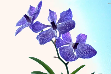 Violet Orchid Wallpapers   Flower Wallpapers