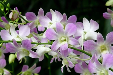 Free Download Orchid Flower Wallpapers _08 (3936) Full Size ...