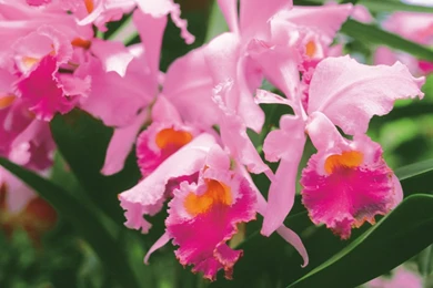 Pink orchid flower wallpapers