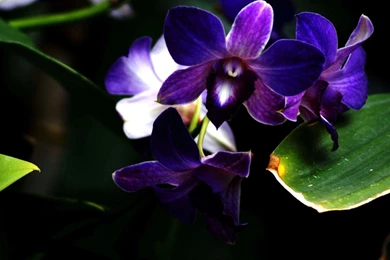 Purple Orchid Flower – BUZZERG