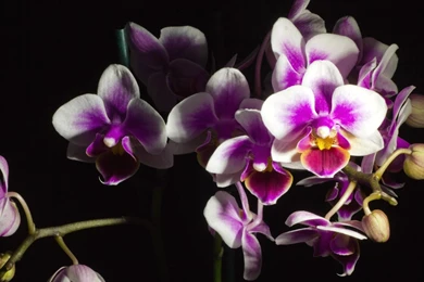 Download Wallpapers 3840x2160 Orchid, Flower, Black Backgrounds ...