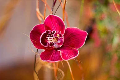 Red Orchid Flower Wallpapers