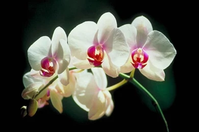 4 orchid flower wallpapers.jpg