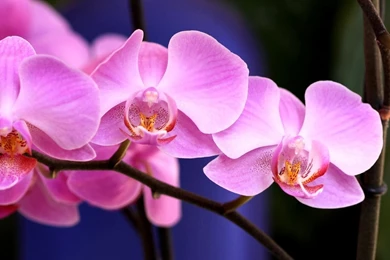 Download Wallpapers 3840x1200 Orchid, Flower, Pink, Branch, Close ...