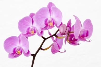 5202_Beautiful pink orchid flowers HD wallpaper.jpg