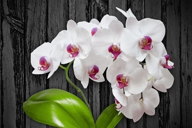 White Orchid Flower HD Desktop Wallpapers : Widescreen : High ...