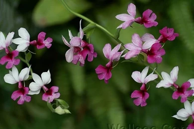 Orchid Flowers, HD Flowering Plant Photo (1920+1600 ) 29   Wallcoo.net