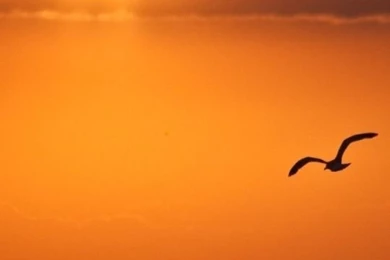 Free Wallpaper Backgrounds 540x960 Download