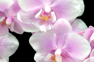 Download Wallpapers 800x1280 Orchid, Flower, Twig, Black Backgrounds ...