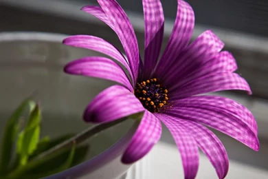 Top Purple Orchid Majesty Flower Images For Pinterest