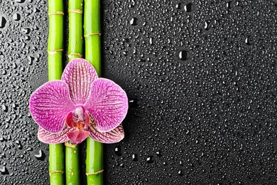 Download Wallpapers 3840x2400 Orchid, Flower, Bamboo, Drops Ultra ...