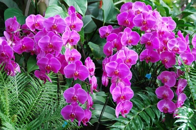 Purple Orchids Wallpapers   Flower Wallpapers