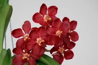 Download Wallpapers 2048x1152 Orchid, Flower, Red, Blossom, Leaf HD ...