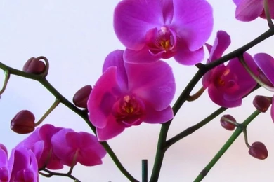 Download Wallpapers 750x1334 Orchid, Flower, Branch, Backgrounds ...
