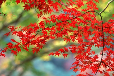 Download Wallpapers 3840x2400 Leaves, Autumn, Nature, Branches ...