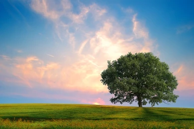 Lone Tree Nature 4K Wallpapers